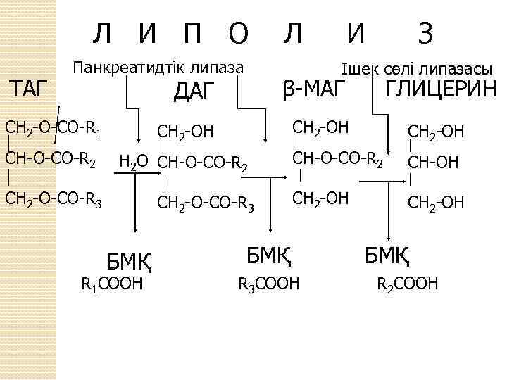 Липаза это. Липаза реакция. Липаза формула. Липаза схема реакции. Липаза формула структурная.