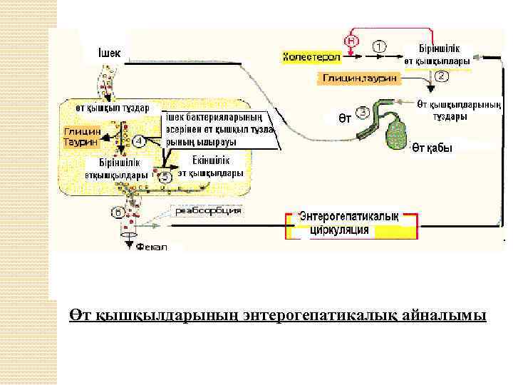 Өт қышқылдарының энтерогепатикалық айналымы 