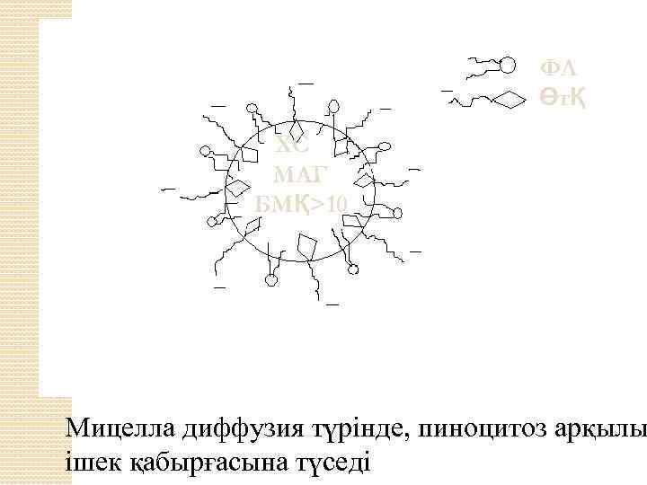 ФЛ ӨтҚ ХС МАГ БМҚ>10 Мицелла диффузия түрінде, пиноцитоз арқылы ішек қабырғасына түседі 