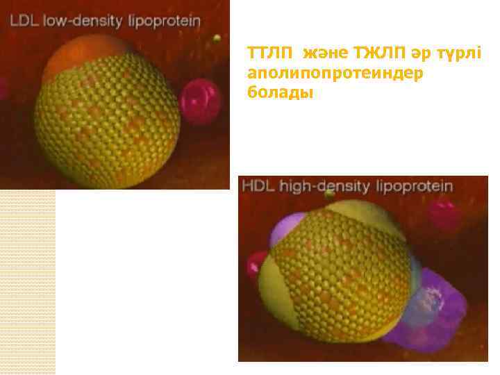 ТТЛП және ТЖЛП әр түрлі аполипопротеиндер болады 