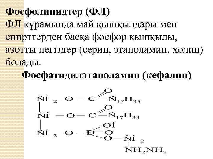 Фосфолипидтер (ФЛ) ФЛ кұрамында май қышқылдары мен спирттерден басқа фосфор қышқылы, азотты негіздер (серин,
