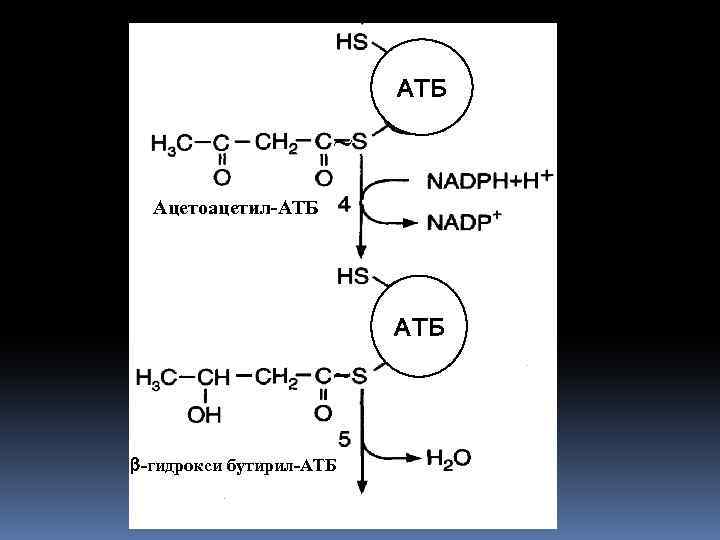 АТБ Ацетоацетил-АТБ -гидрокси бутирил-АТБ 