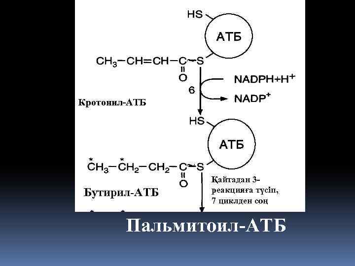 АТБ Кротонил-АТБ Бутирил-АТБ Қайтадан 3 реакцияға түсіп, 7 циклден соң Пальмитоил-АТБ 