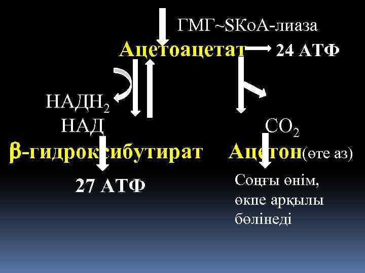 ГМГ~SКo. A-лиаза Ацетоацетат 24 АТФ НАДН 2 НАД -гидроксибутират 27 АТФ СО 2 Ацетон(өте