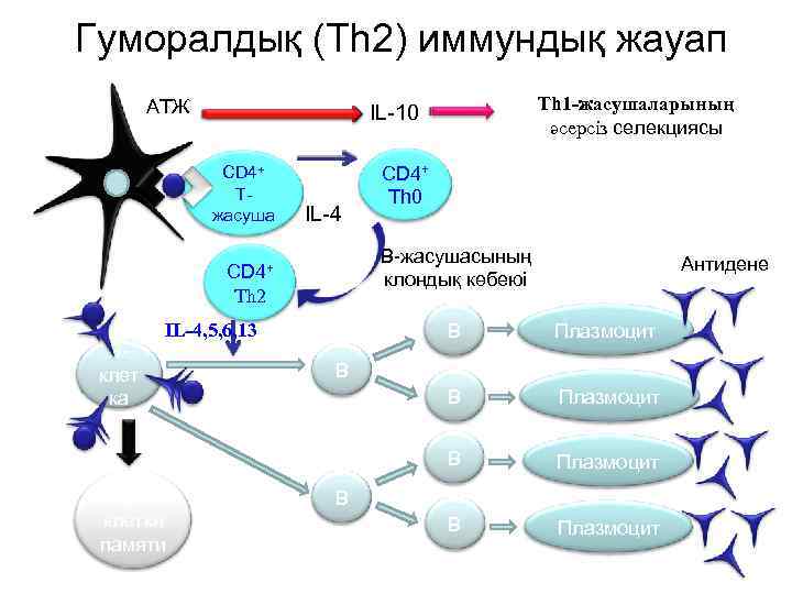 Гуморалдық (Th 2) иммундық жауап АТЖ Тh 1 -жасушаларының әсерсіз селекциясы IL-10 CD 4+