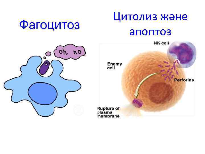 Фагоцитоз Цитолиз және апоптоз 