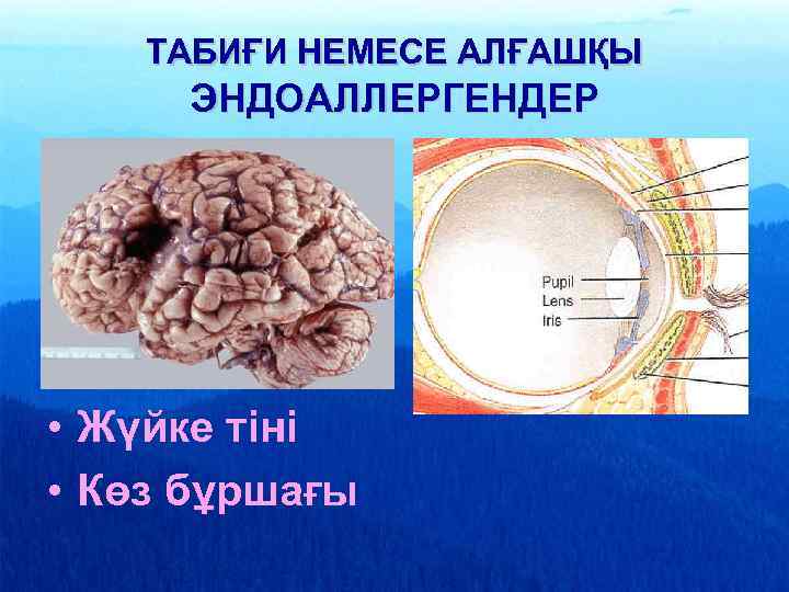 ТАБИҒИ НЕМЕСЕ АЛҒАШҚЫ ЭНДОАЛЛЕРГЕНДЕР • Жүйке тіні • Көз бұршағы 