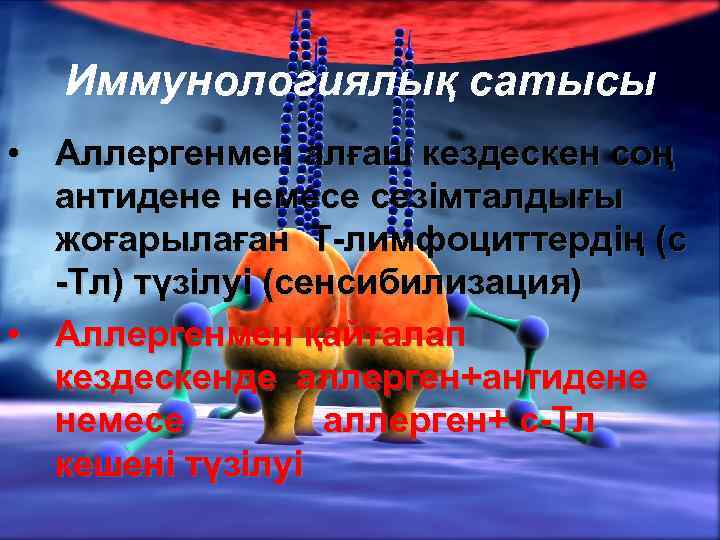 Иммунологиялық сатысы • Аллергенмен алғаш кездескен соң антидене немесе сезімталдығы жоғарылаған Т-лимфоциттердің (с -Тл)