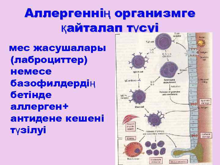 Аллергеннің организмге қайталап түсуі мес жасушалары (лаброциттер) немесе базофилдердің бетінде аллерген+ антидене кешені түзілуі