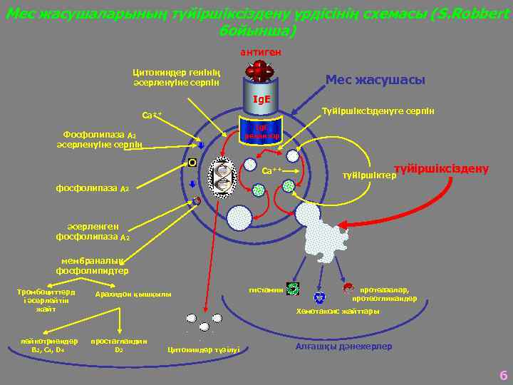 Мес жасушаларының түйіршіксіздену үрдісінің схемасы (S. Robbert бойынша) антиген Цитокиндер генінің әсерленуіне серпін Мес