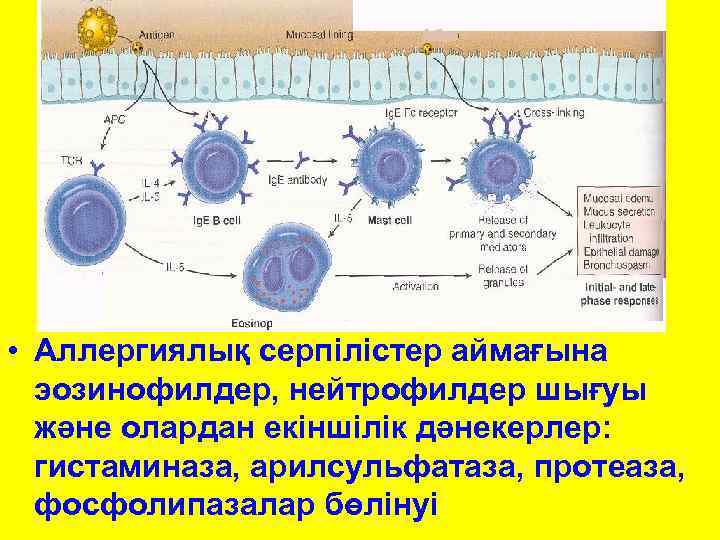  • Аллергиялық серпілістер аймағына эозинофилдер, нейтрофилдер шығуы және олардан екіншілік дәнекерлер: гистаминаза, арилсульфатаза,