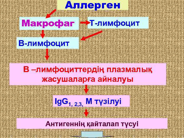 Аллерген Макрофаг Т-лимфоцит В –лимфоциттердің плазмалық жасушаларға айналуы Ig. G 1, 2, 3, М