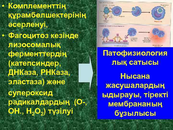  • Комплементтің құрамбөлшектерінің әсерленуі, • Фагоцитоз кезінде лизосомалық ферменттердің (катепсиндер, ДНКаза, РНКаза, эластаза)