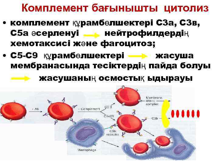 Комплемент бағынышты цитолиз • комплемент құрамбөлшектері С 3 а, С 3 в, С 5