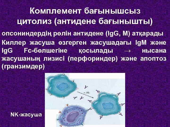 Комплемент бағынышсыз цитолиз (антидене бағынышты) опсониндердің рөлін антидене (Ig. G, М) атқарады Киллер жасуша