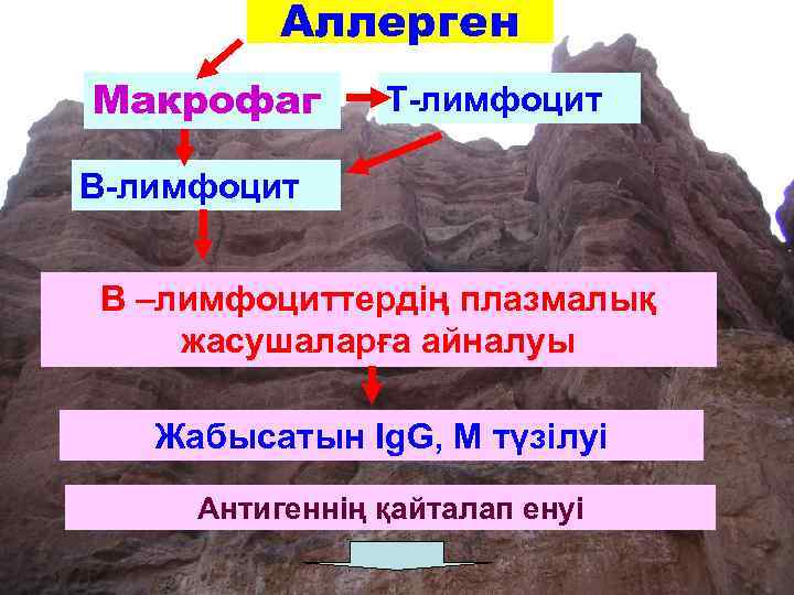 Аллерген Макрофаг Т-лимфоцит В –лимфоциттердің плазмалық жасушаларға айналуы Жабысатын Ig. G, М түзілуі Антигеннің