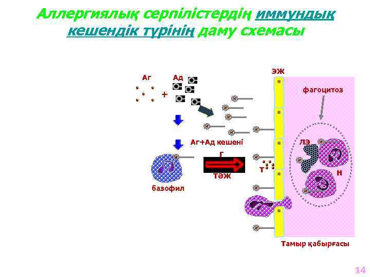 Аллергиялық серпілістердің иммундық кешендік түрінің даму схемасы Аг ЭЖ Ад фагоцитоз + Аг+Ад кешені