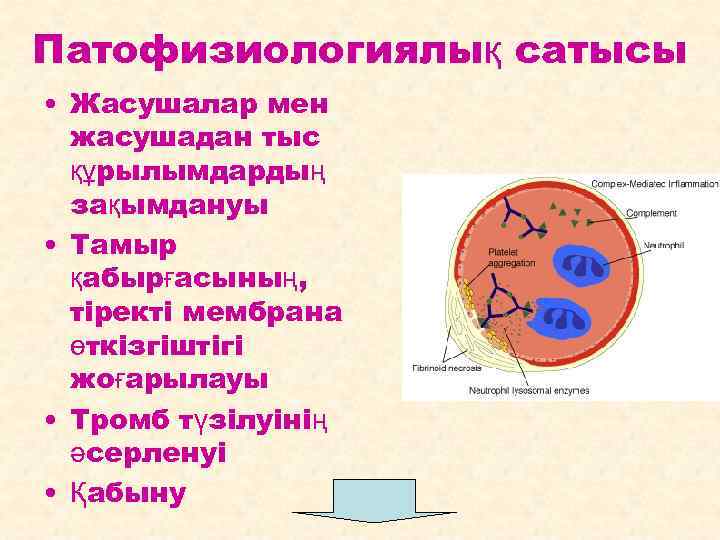 Патофизиологиялық сатысы • Жасушалар мен жасушадан тыс құрылымдардың зақымдануы • Тамыр қабырғасының, тіректі мембрана