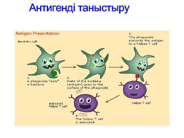 Антигенді таныстыру 