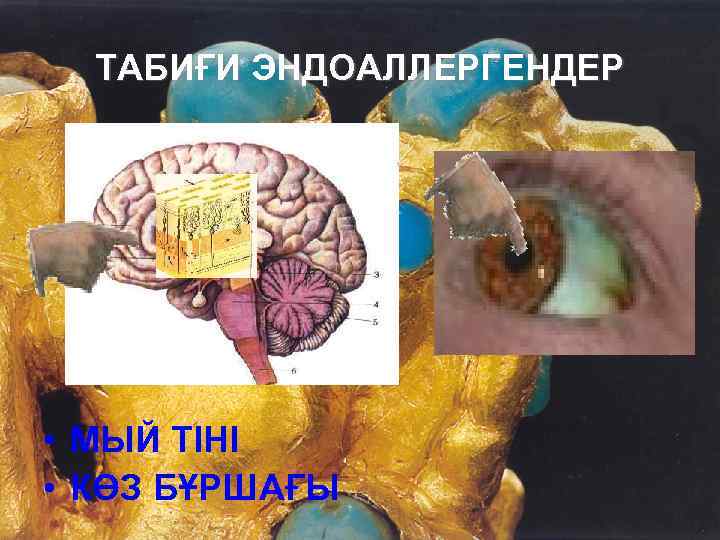 ТАБИҒИ ЭНДОАЛЛЕРГЕНДЕР • МЫЙ ТІНІ • КӨЗ БҰРШАҒЫ 