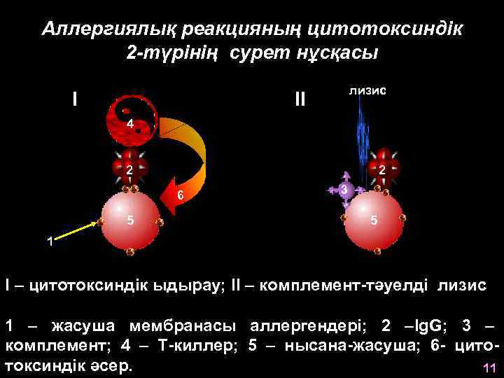 Аллергиялық реакцияның цитотоксиндік 2 -түрінің сурет нұсқасы I лизис II 4 2 2 6