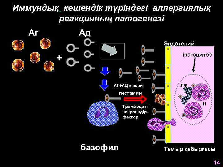 Иммундық кешендік түріндегі аллергиялық реакцияның патогенезі Аг Ад Эндотелий фагоцитоз + АГ+АД кешені ЛФ