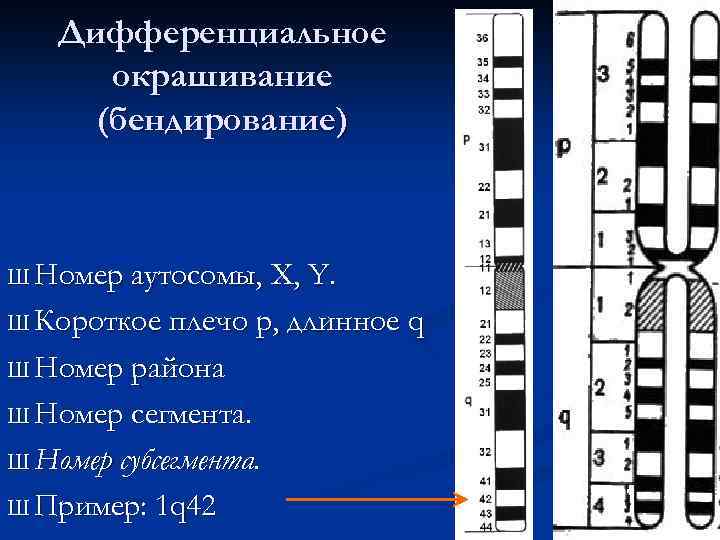 Дифференциальное окрашивание (бендирование) Ш Номер аутосомы, X, Y. Ш Короткое плечо p, длинное q