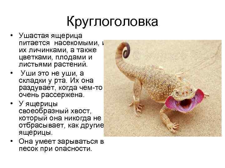 Ящерица круглоголовка 5