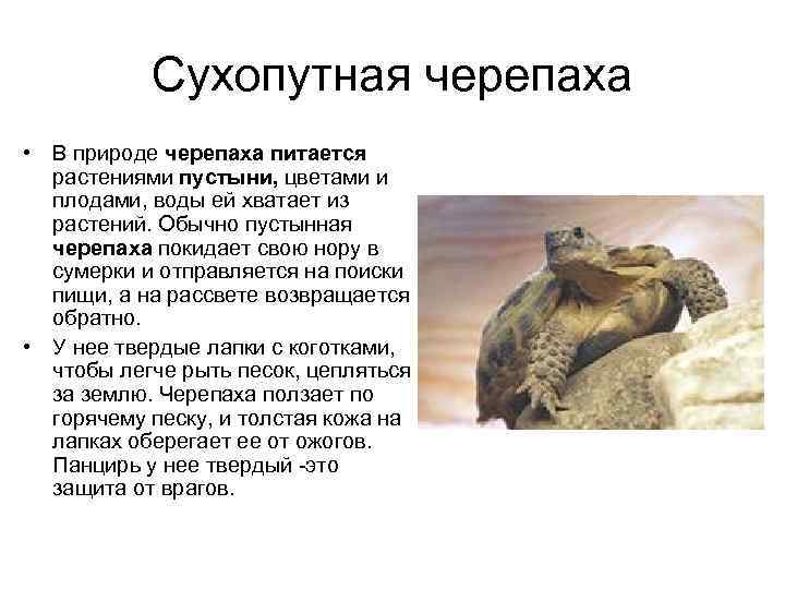 Сухопутная черепаха • В природе черепаха питается растениями пустыни, цветами и плодами, воды ей