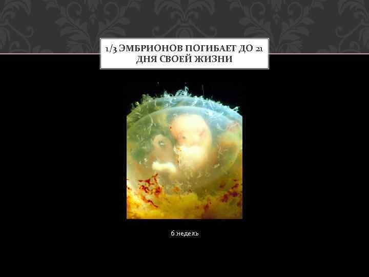 1/3 ЭМБРИОНОВ ПОГИБАЕТ ДО 21 ДНЯ СВОЕЙ ЖИЗНИ 6 недель 