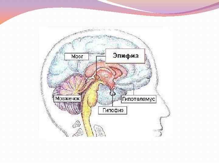 Гипофиз и эпифиз на рисунке отмечены цифрой