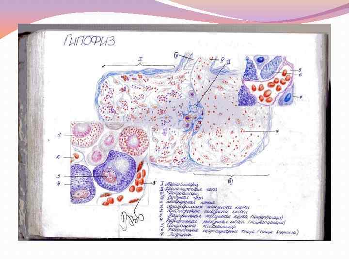 Эпифиз рисунок гистология