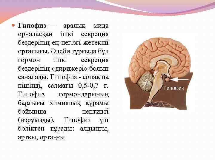 Место гипофиза. Гипофиз. Гипофиз расположение в голове. Гипофиз и эпифиз. Расположение гипофиза в головном мозге.