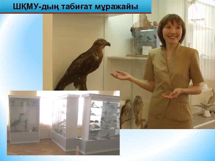 ШҚМУ-дың табиғат мұражайы 