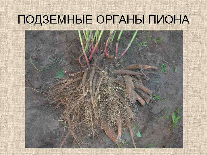 ПОДЗЕМНЫЕ ОРГАНЫ ПИОНА 