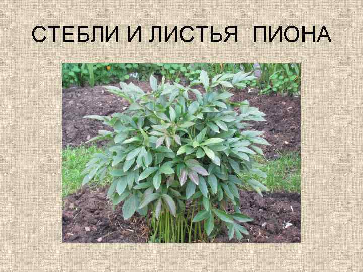 СТЕБЛИ И ЛИСТЬЯ ПИОНА 