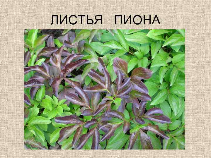 ЛИСТЬЯ ПИОНА 