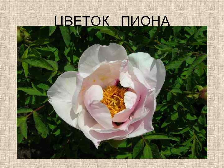 ЦВЕТОК ПИОНА 