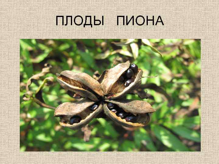 ПЛОДЫ ПИОНА 