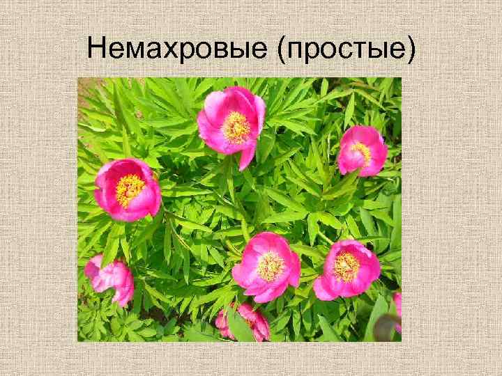 Немахровые (простые) 