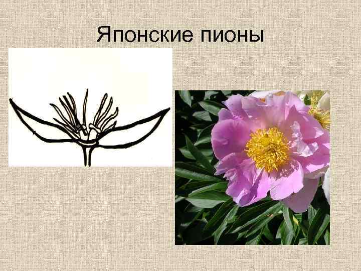 Японские пионы 