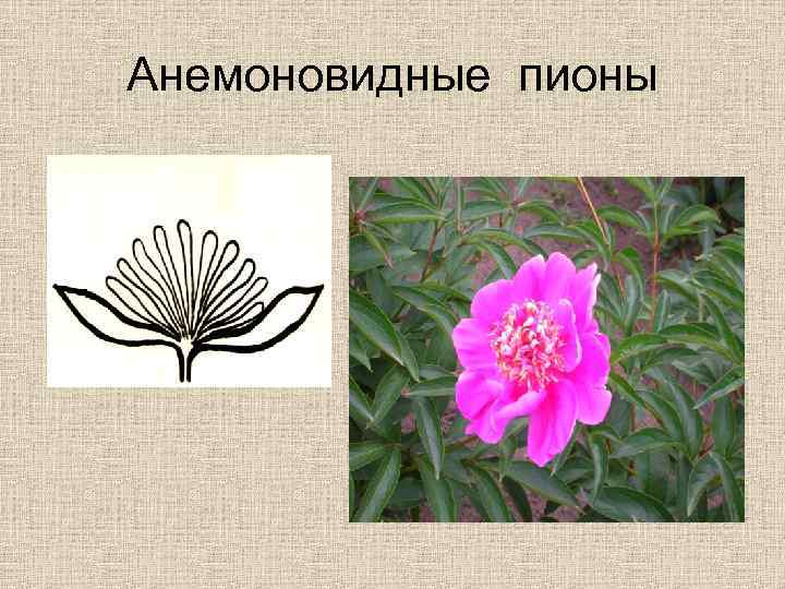Анемоновидные пионы 