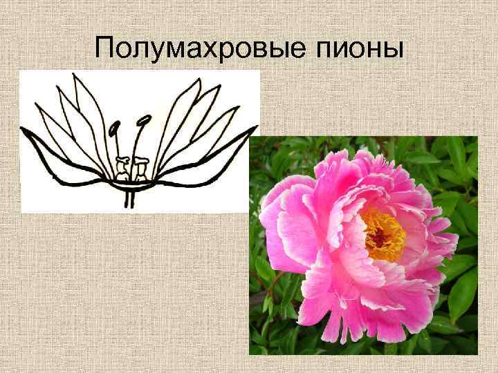 Полумахровые пионы 