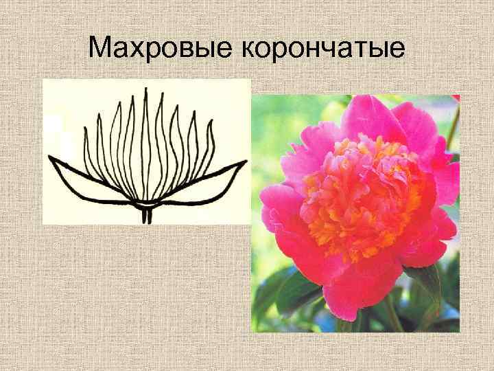 Махровые корончатые 