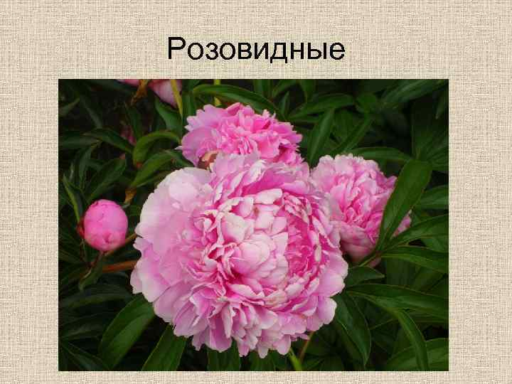 Розовидные 