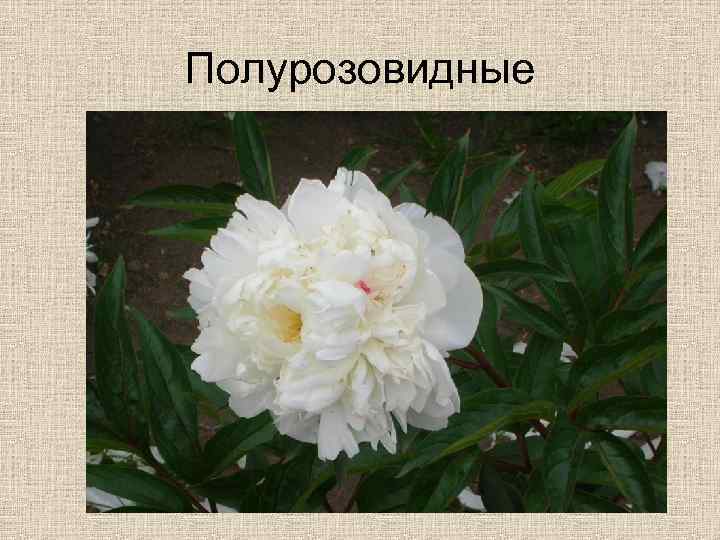 Полурозовидные 