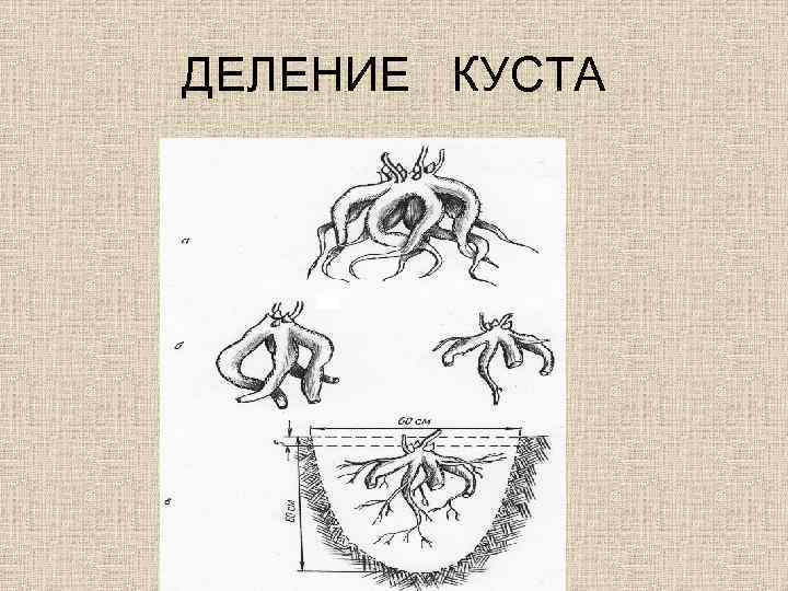 ДЕЛЕНИЕ КУСТА 