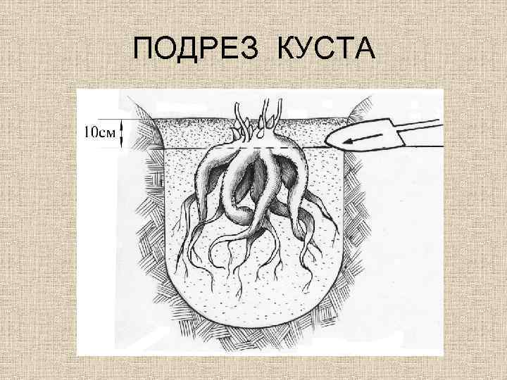 ПОДРЕЗ КУСТА 