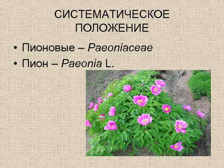 СИСТЕМАТИЧЕСКОЕ ПОЛОЖЕНИЕ • Пионовые – Paeoniaceae • Пион – Paeonia L. 