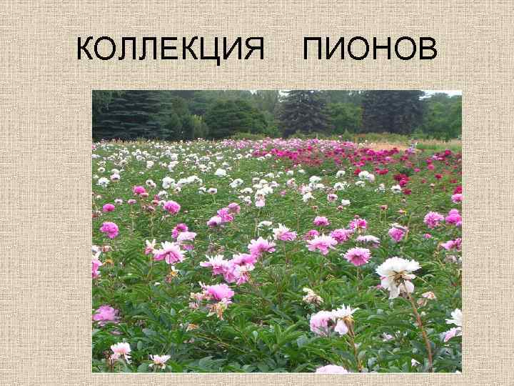 КОЛЛЕКЦИЯ ПИОНОВ 
